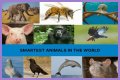 Unveiling The World's Dimmest: Discoveries In Animal Intelligence